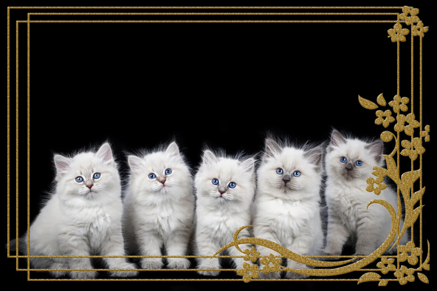 Фото котят Христофора