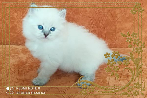 Фото котят Христофора