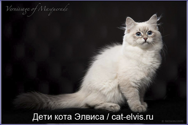 Невские маскарадные вязка