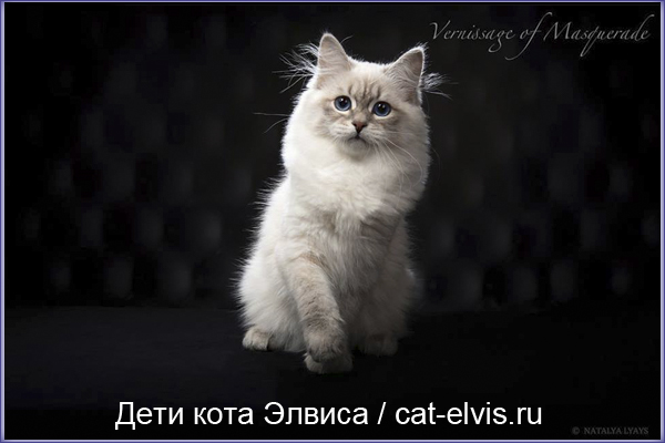 Невские маскарадные вязка