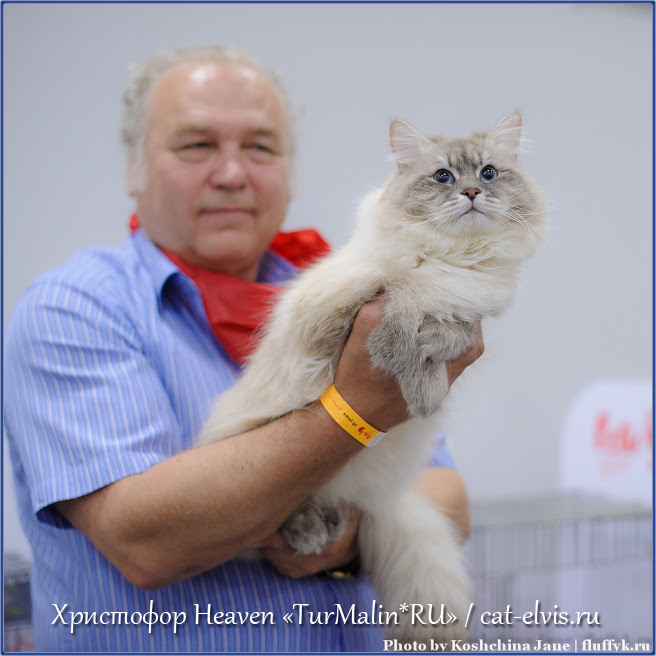 Невские маскарадные вязка