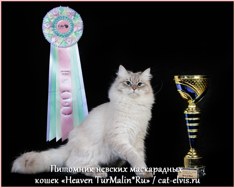 Невские маскарадные вязка