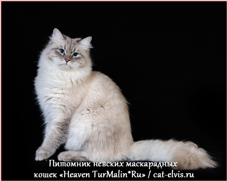 Невские маскарадные вязка