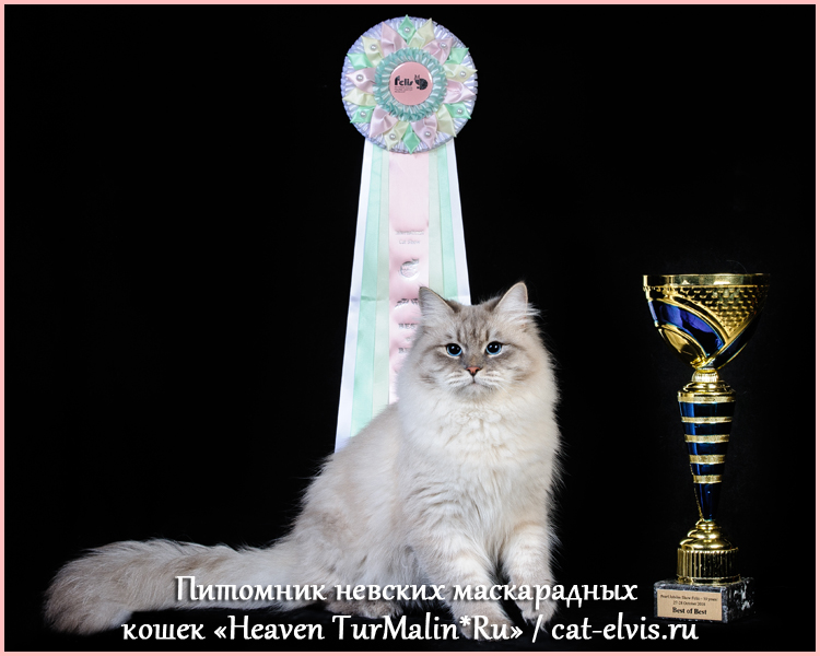 Невские маскарадные вязка