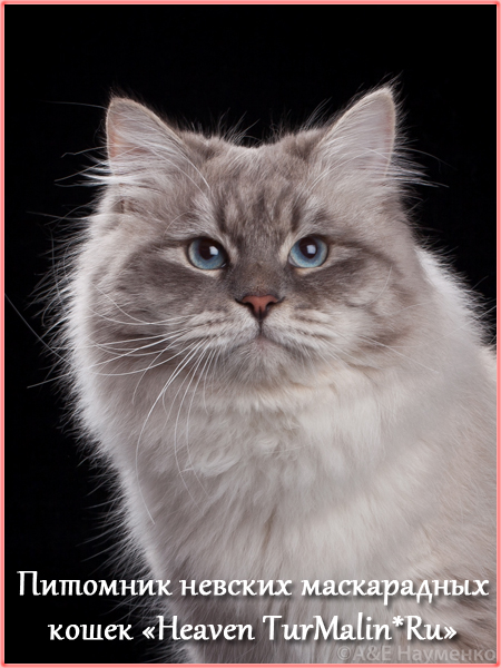 Невские маскарадные вязка
