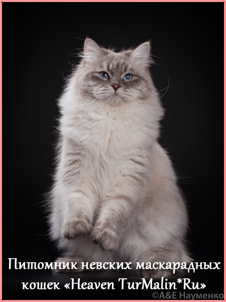 Невские маскарадные вязка