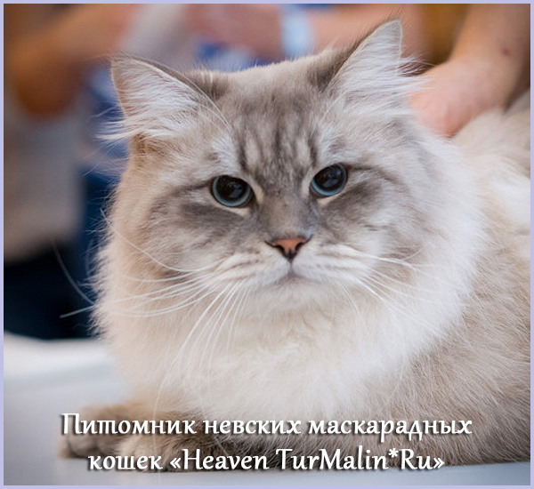 Невские маскарадные вязка