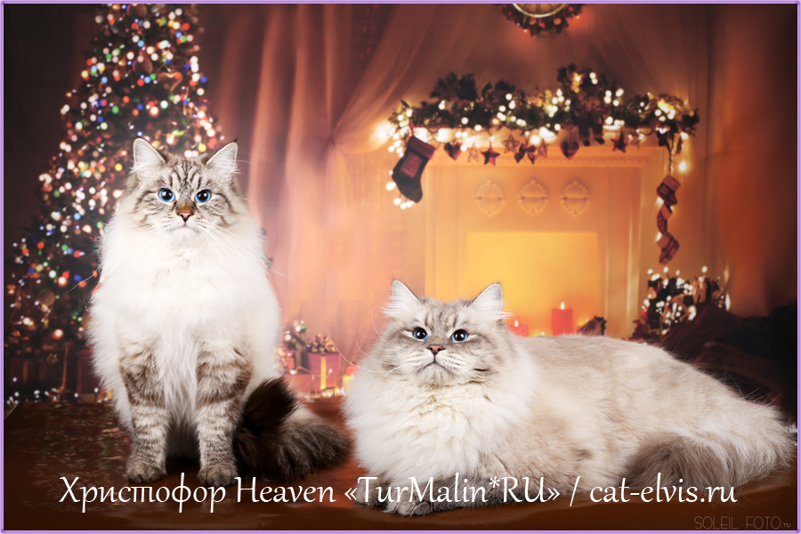Невские маскарадные вязка