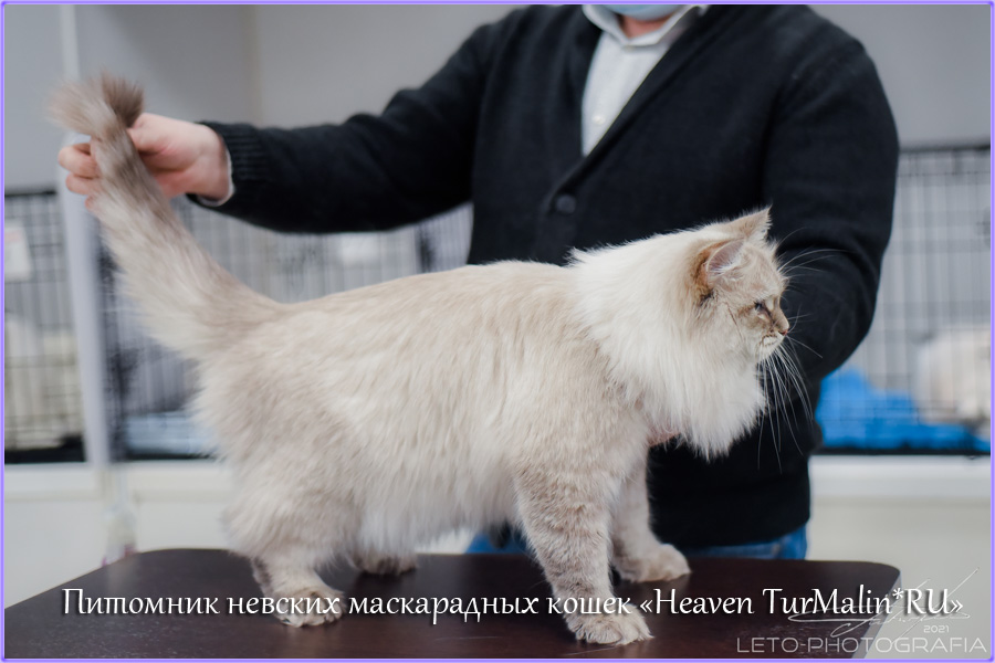 Невские маскарадные вязка