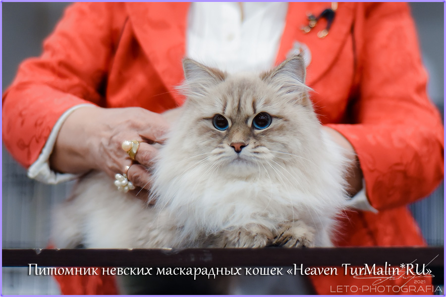Невские маскарадные вязка