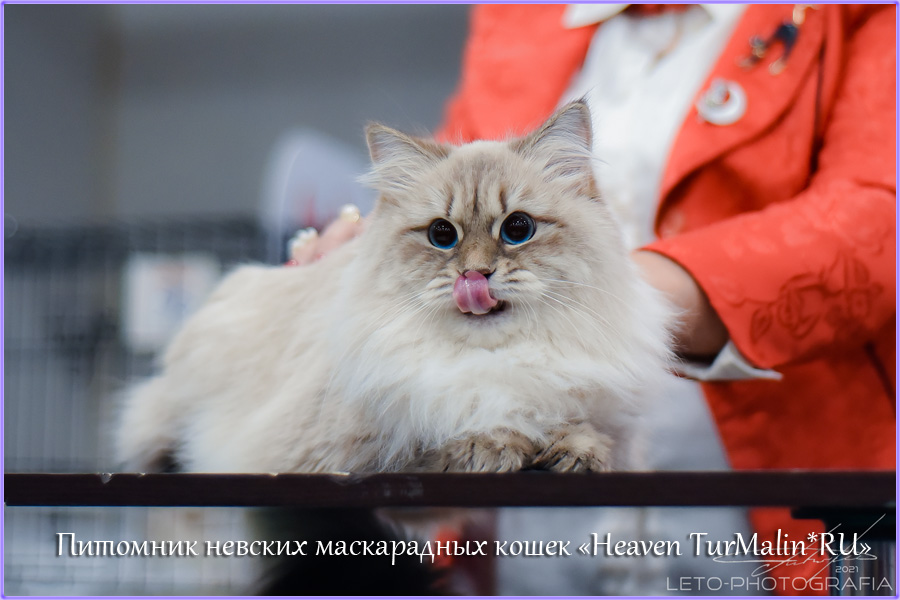Невские маскарадные вязка