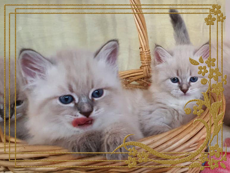 Фото котят Христофора