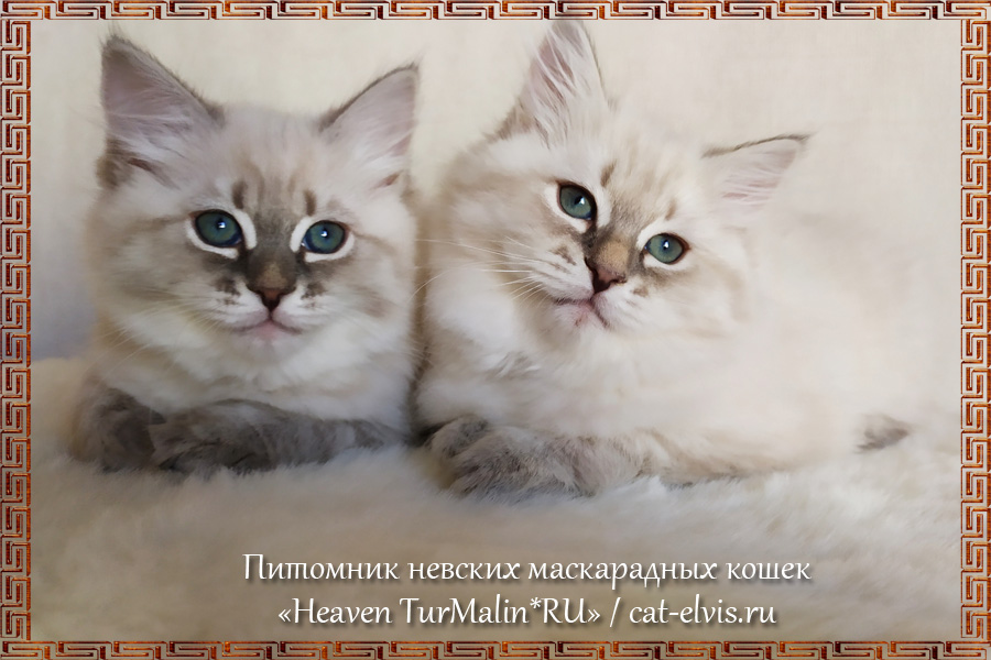Невские маскарадные вязка