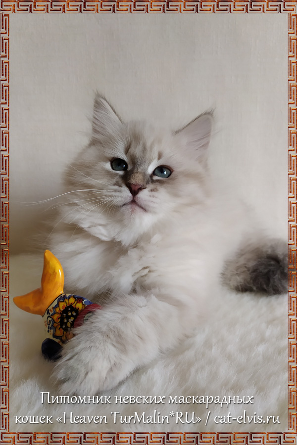 Невские маскарадные вязка