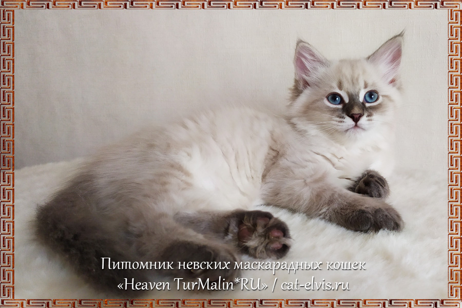 Невские маскарадные вязка