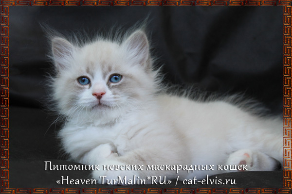 Невские маскарадные вязка