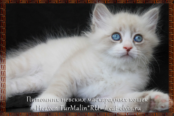 Невские маскарадные вязка