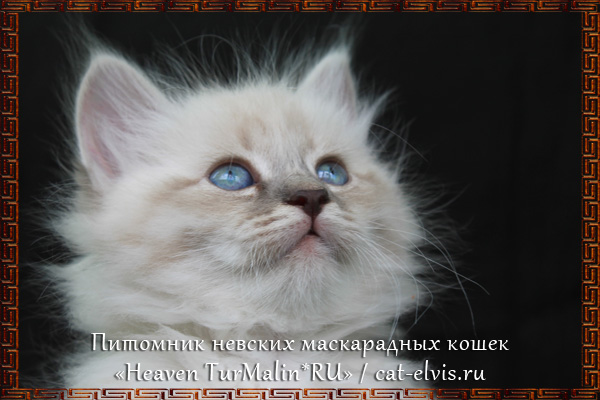 Невские маскарадные вязка