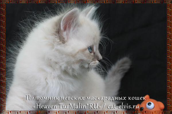 Невские маскарадные вязка