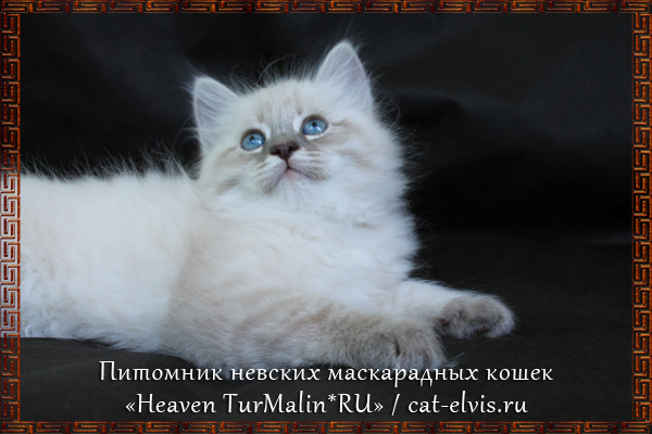 Невские маскарадные вязка