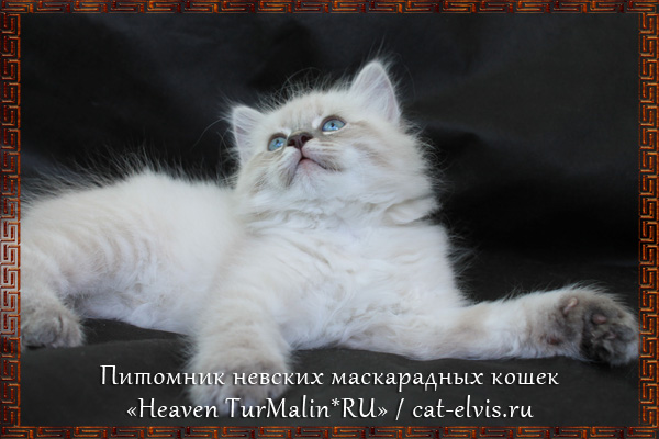 Невские маскарадные вязка