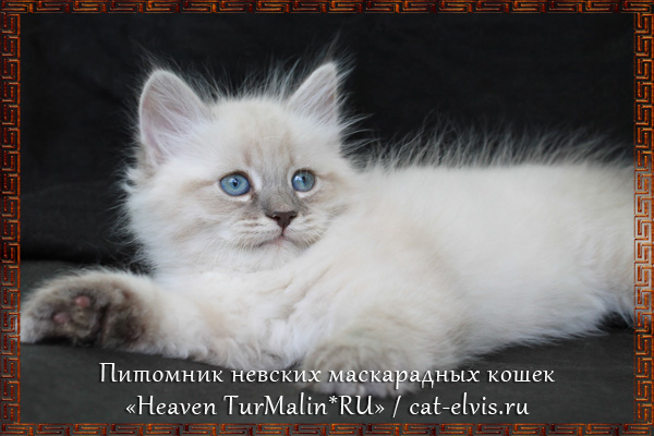 Невские маскарадные вязка