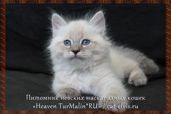 Невские маскарадные вязка