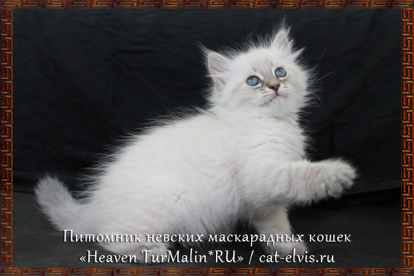 Невские маскарадные вязка