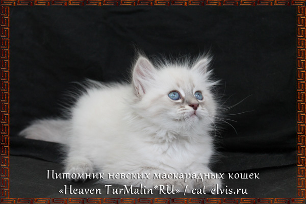 Невские маскарадные вязка