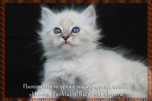 Невские маскарадные вязка