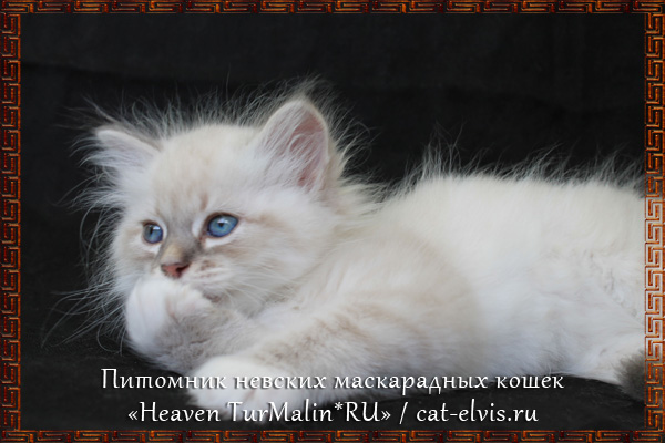 Невские маскарадные вязка