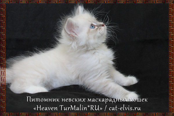 Невские маскарадные вязка