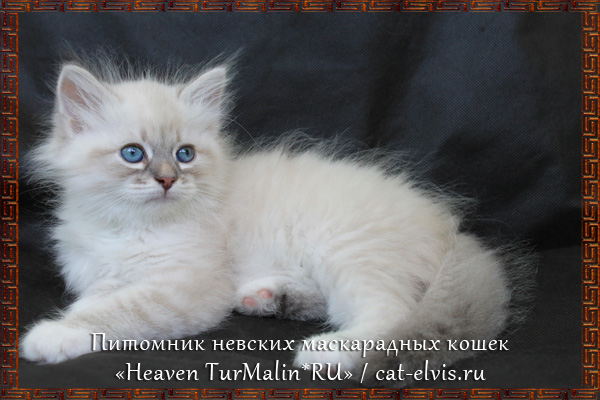 Невские маскарадные вязка
