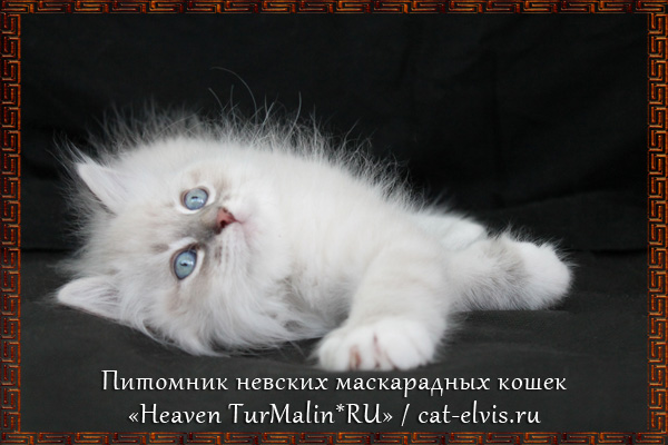 Невские маскарадные вязка