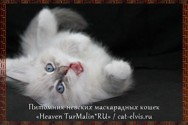 Невские маскарадные вязка