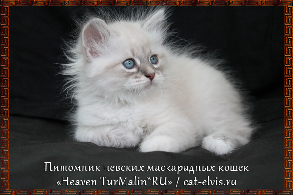 Невские маскарадные вязка