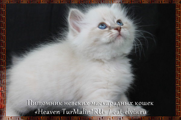 Невские маскарадные вязка