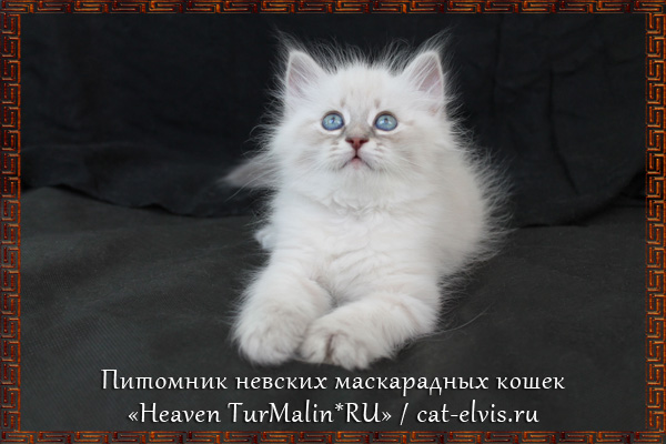 Невские маскарадные вязка
