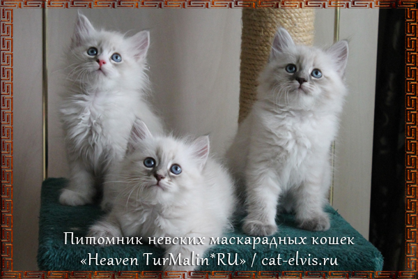 Невские маскарадные вязка