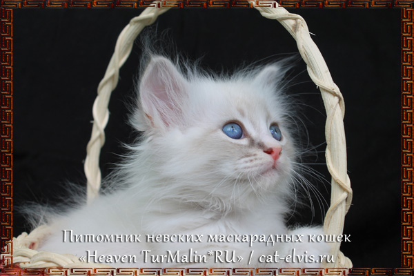 Невские маскарадные вязка