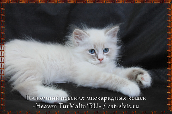 Невские маскарадные вязка