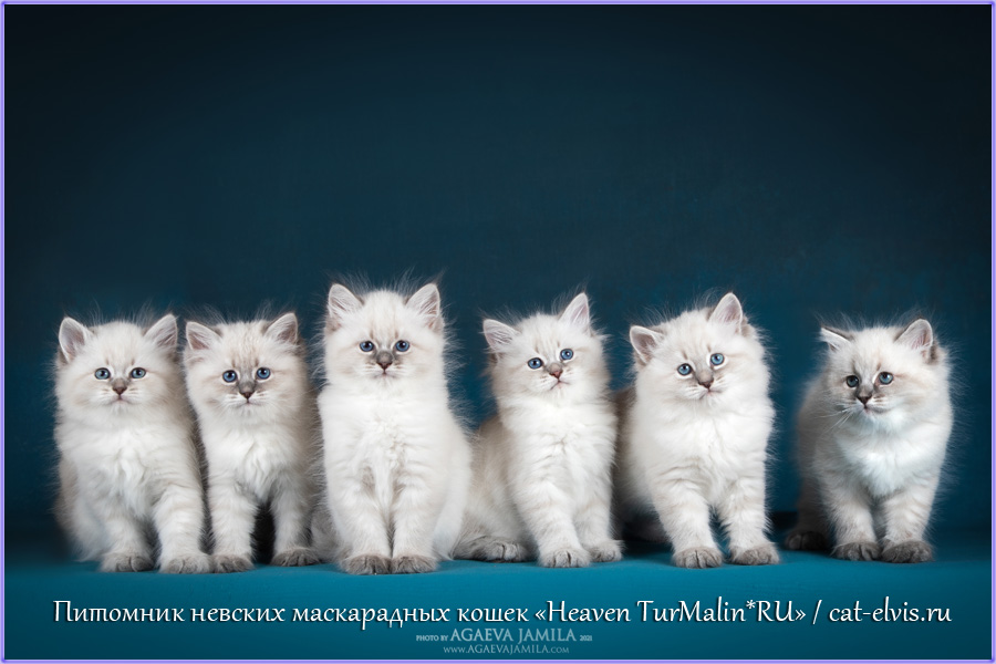 Невские маскарадные вязка