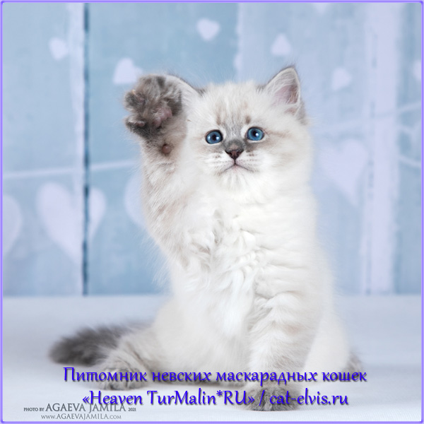 Невские маскарадные вязка
