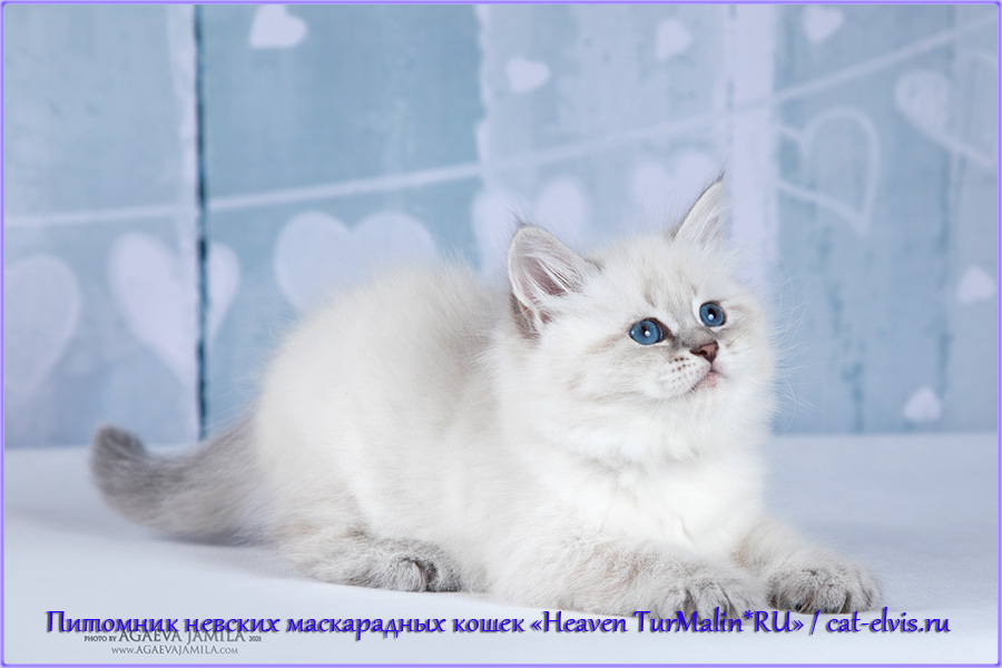 Невские маскарадные вязка
