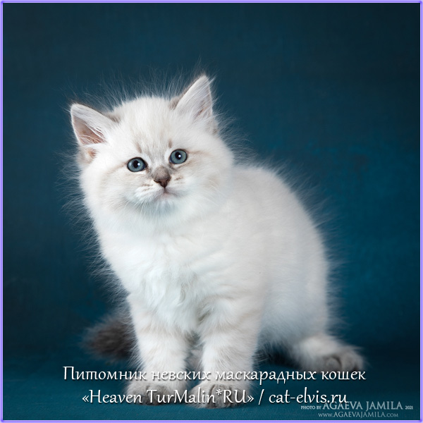 Невские маскарадные вязка