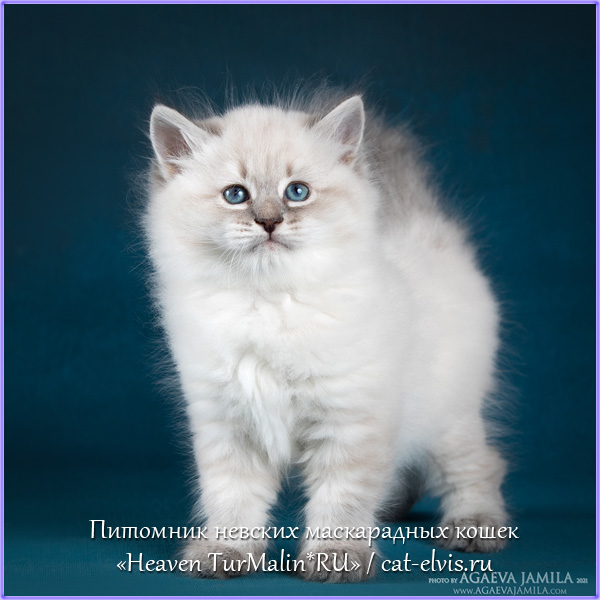 Невские маскарадные вязка