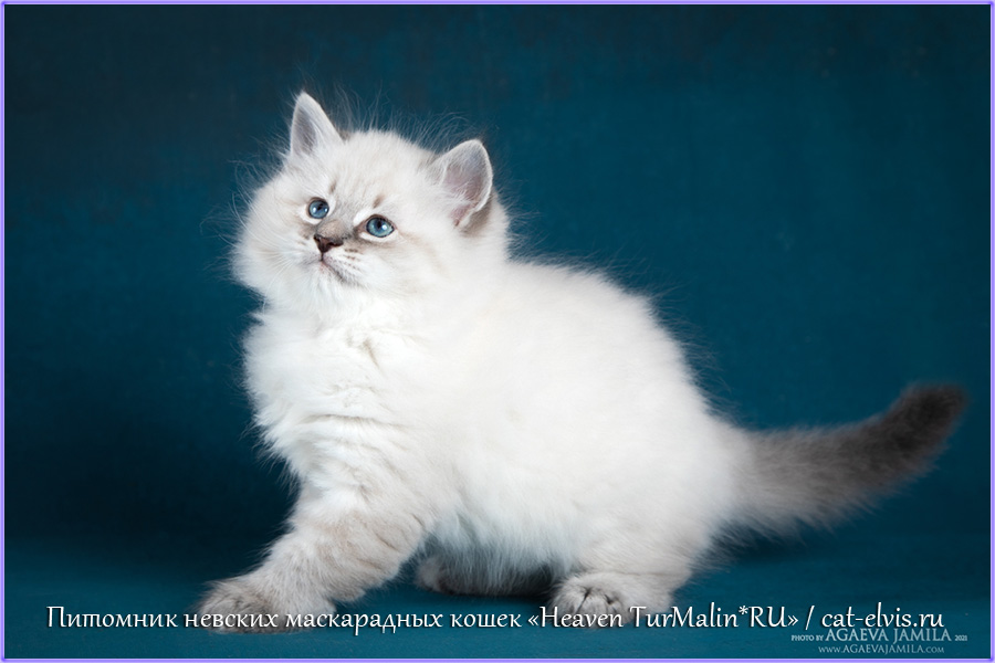 Невские маскарадные вязка