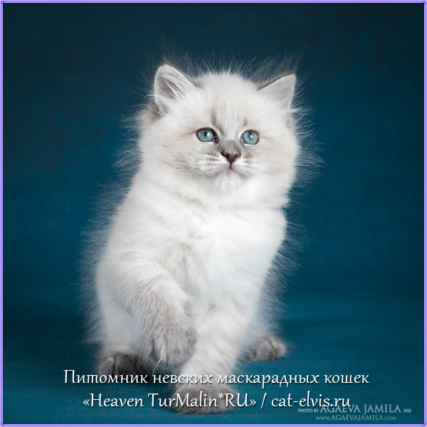 Невские маскарадные вязка