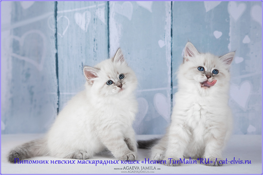 Невские маскарадные вязка