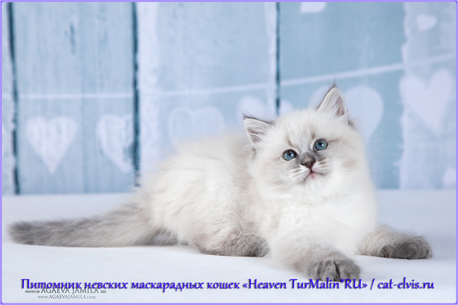Невские маскарадные вязка